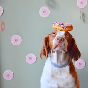 cover image of If you Give a Dog a Donut
